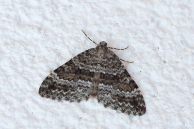 Entephria caesiata (píďalka horská)