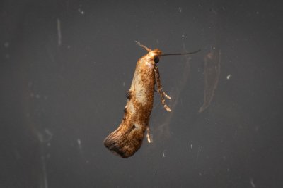 Epermenia illigerella (-)