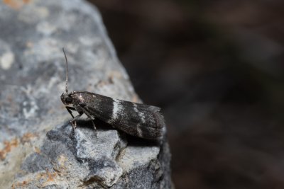 Elegia similella (-)