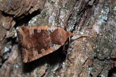 Conistra erythrocephala (zimovnice rudohlavá)