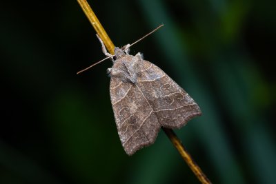 Ipimorpha retusa (blýskavka vrbová)
