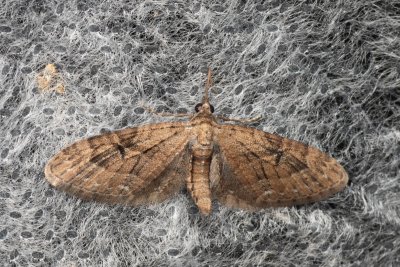 Eupithecia pusillata (píďalička čárkovaná)