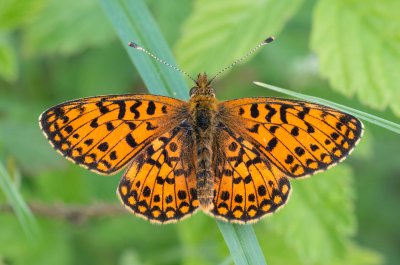 perleťovec dvanáctitečný