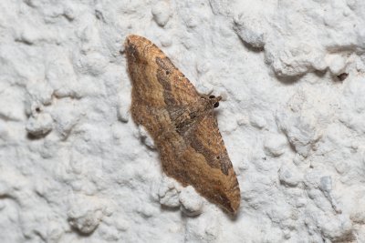 Nycterosea obstipata (píďalka tažná)