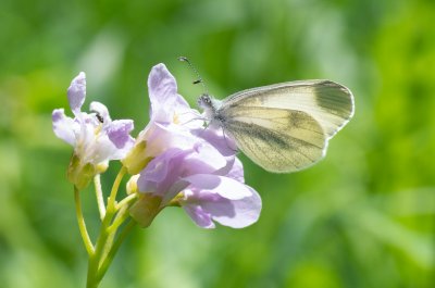 bělásek luční/hrachorový