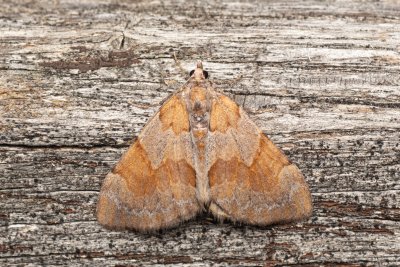 Thera firmata (píďalka borovicová)