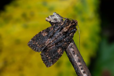 Mniotype satura (pestroskvrnka zimolezová)