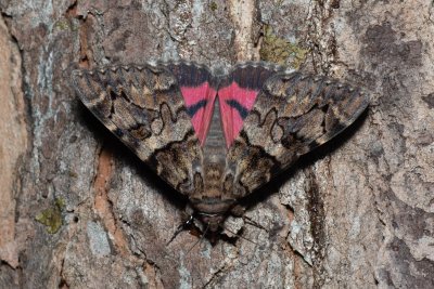 Catocala coniuncta (-)