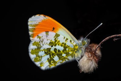 Anthocharis cardamines (bělásek řeřichový), Lanžhot