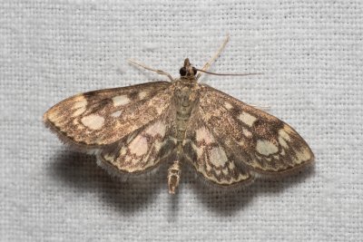 Anania coronata (zavíječ bezový)