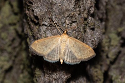 Anania fuscalis (-)