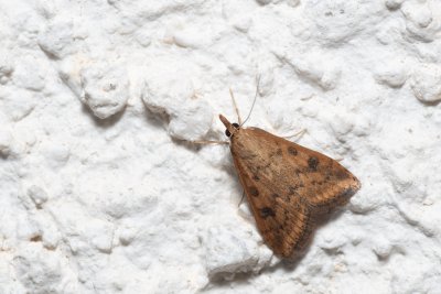 Udea ferrugalis (zavíječ přelétavý)