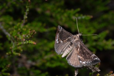 Hypena crassalis (zobonosec borůvkový), PP Pohoří na Šumavě