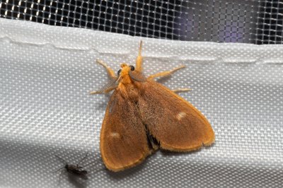 Pantana lithosioides (-)