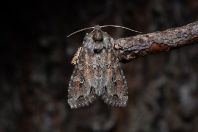 Polia bombycina (můra jehlicová)