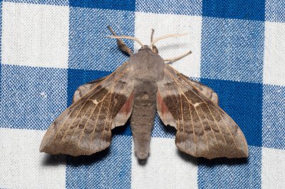 Laothoe populi (lišaj topolový), SK, Štôla