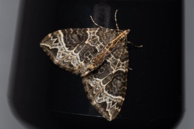 Ecliptopera silaceata (píďalka hnědohlavá)