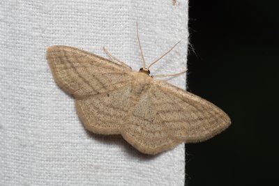 Scopula virgulata (vlnopásník pruhovaný)