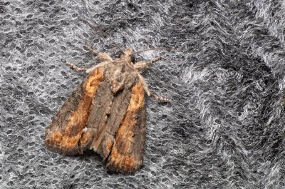 Bryophila raptricula (šípověnka hnědá)