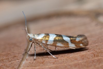 Argyresthia goedartella (molovka olšová)