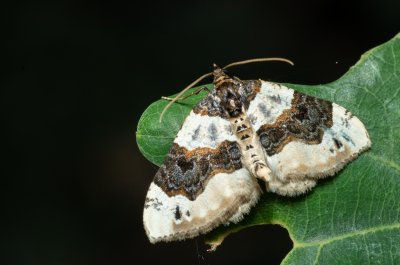 Cosmorhoe ocellata (píďalka očkovaná)