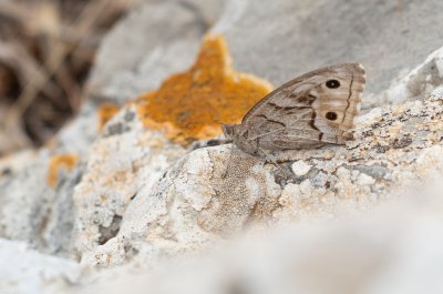 Hipparchia fidia (okáč pruhovaný)