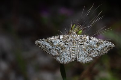 Cleorodes lichenaria (různorožec lišejníkový)