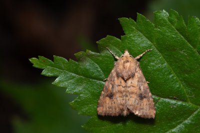 Atypha pulmonaris (blýskavka plicníková)