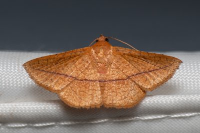 Striglina scitaria (-)