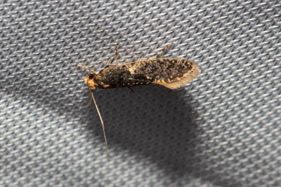Monopis laevigella (-)