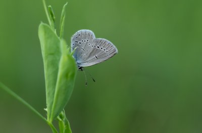 modrásek nejmenší