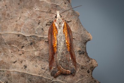 Acleris hastiana (-)