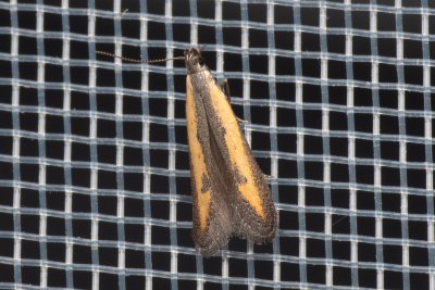 Mesophleps trinotella (-)