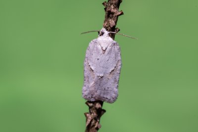 Acleris logiana (obaleč bělavý)
