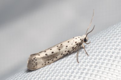 Yponomeuta irrorella (předivka švestková)