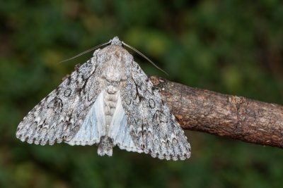 Acronicta aceris (šípověnka maďalová)