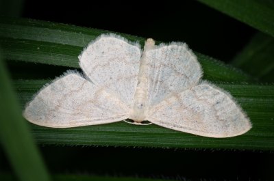Scopula floslactata (vlnopásník vikvový)