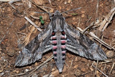 Agrius convolvuli (lišaj svlačcový)