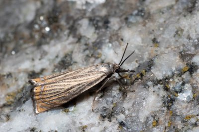 Chrysoteuchia culmella (travařík zahradní)