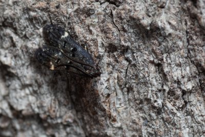 Dichomeris alacella (-)