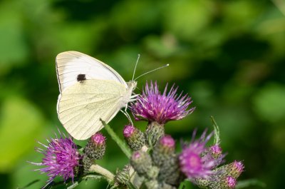 Pieris brassicae (bělásek zelný)