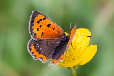 Lycaena phlaeas (ohniváček černokřídlý)