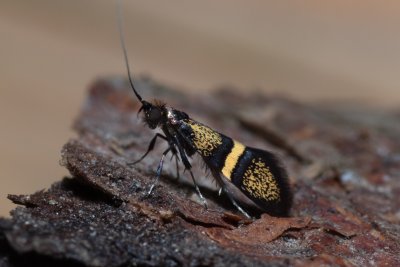 Nemophora associatella (-)