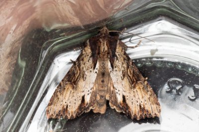 Apamea crenata (šedavka lemovaná)