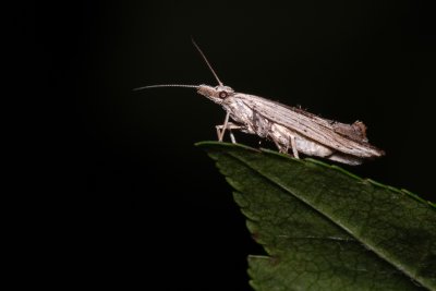 Ypsolopha scabrella (člunkovec dřevobarvý)