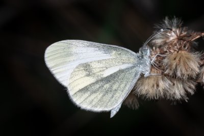 Leptidea juvernica/sinapis (bělásek luční/hrachorový), Lanžhot