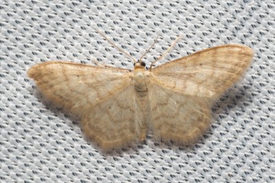 Idaea dilutaria (žlutokřídlec mechový)