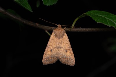 Agrochola circellaris (polnice jívová)