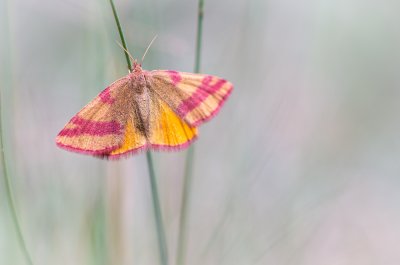 Lythria cruentaria (rudopásník menší)