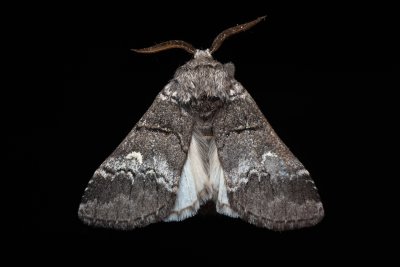 Drymonia querna (hřbetozubec drnákový)